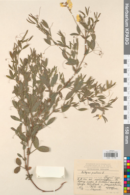 KPABG030784