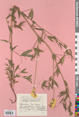 KPABG030806