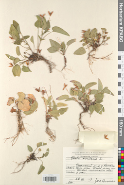 KPABG031632