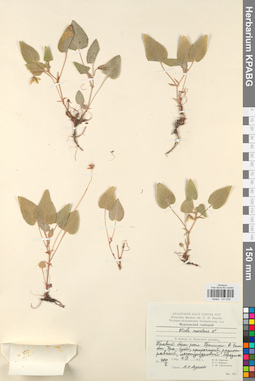 KPABG031635