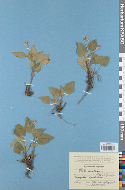 KPABG031656
