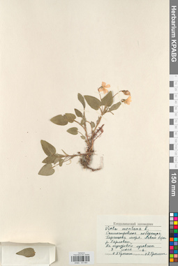 KPABG031664