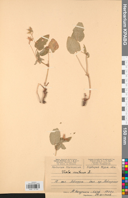 KPABG031699