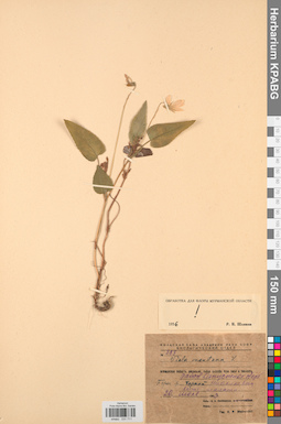 KPABG031711