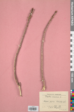 KPABG031928