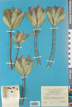 KPABG031930