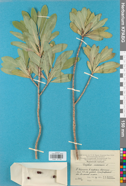 KPABG031948