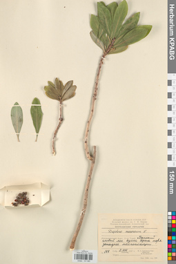 KPABG031965
