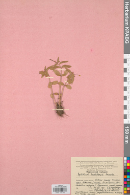 KPABG032252