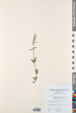 KPABG032253