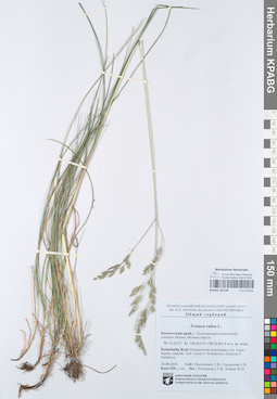 KPABG105199