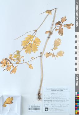 KPABG105092