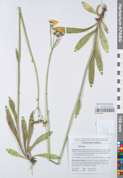 KPABG050466