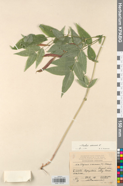 KPABG030819
