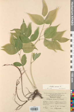 KPABG030824