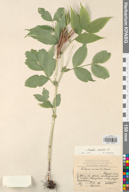 KPABG030827