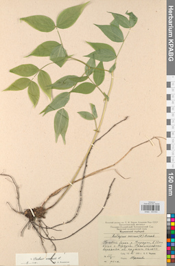 KPABG030833