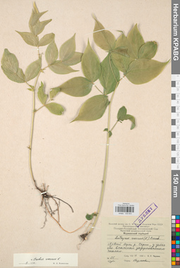 KPABG030843