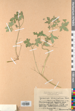 KPABG030852