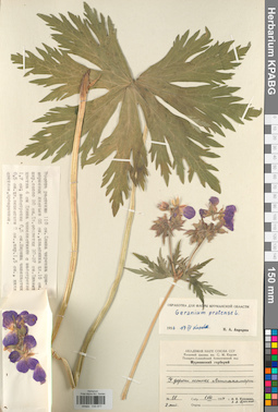 KPABG030877