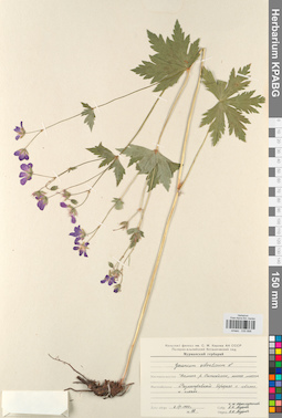 KPABG030898