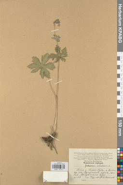 KPABG030911