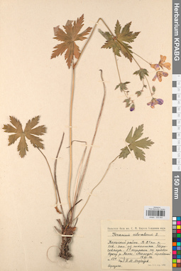 KPABG030944