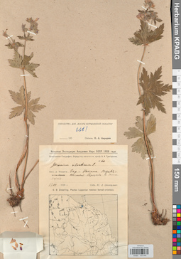 KPABG030946