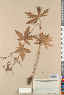 KPABG030973