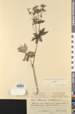 KPABG030975