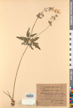 KPABG030978