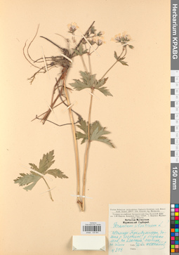 KPABG030981