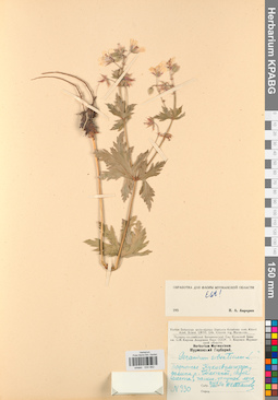 KPABG030982