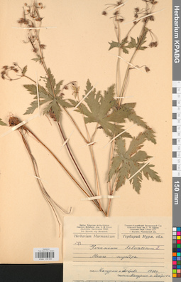 KPABG030994