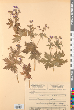 KPABG031045