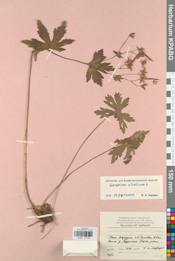 KPABG031050