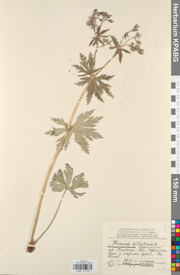 KPABG031051