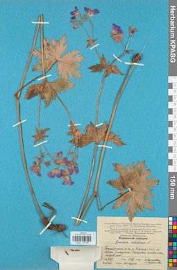 KPABG031065