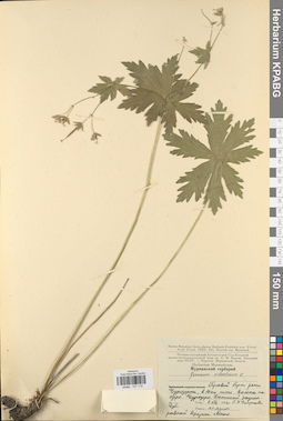 KPABG031118