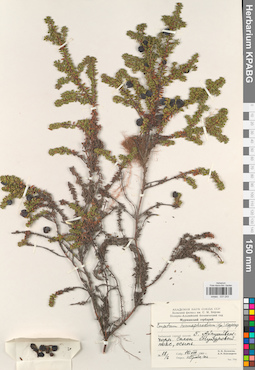 KPABG031243