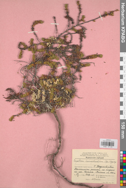 KPABG031256