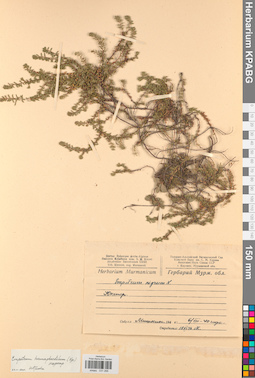KPABG031266