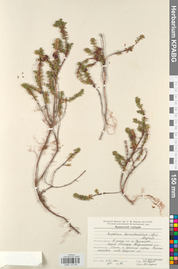 KPABG031335