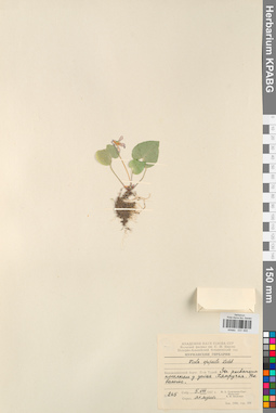 KPABG031455