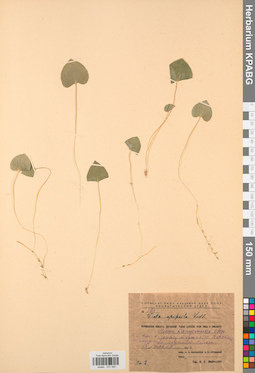 KPABG031595