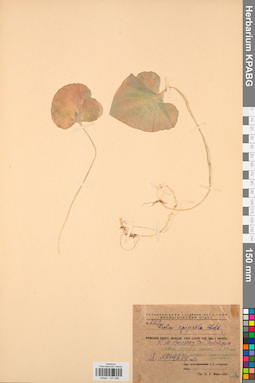 KPABG031598