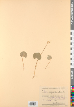 KPABG031603