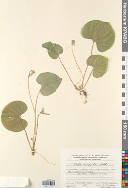 KPABG031619