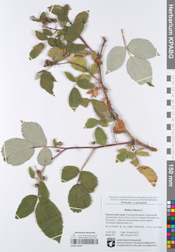 KPABG102349