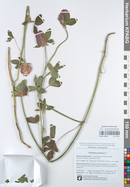 KPABG105063
